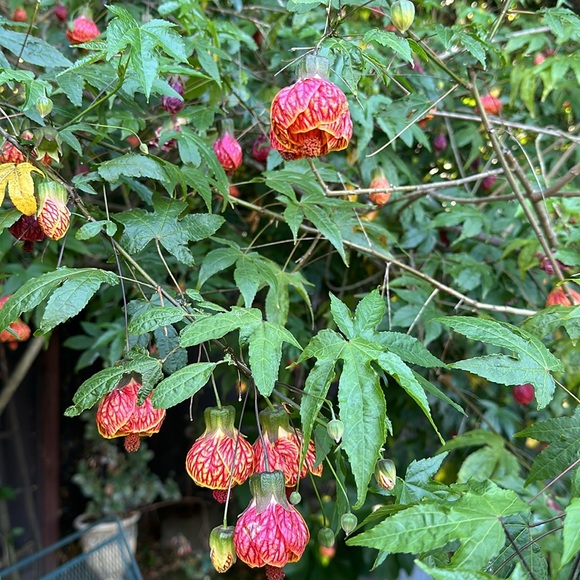 Meet your Posher, Sadie - Picture 3 of 3